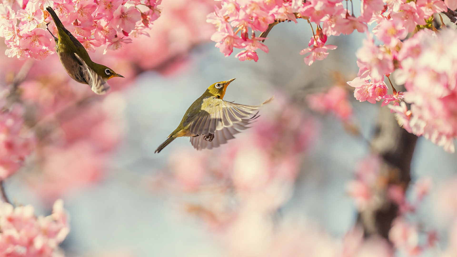 LingSpeed机场测评